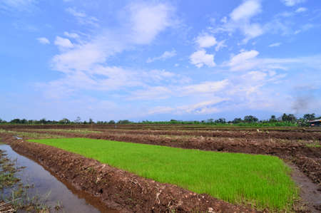 rice paddies in the villageの写真素材