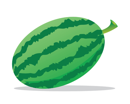 Watermelon (Citrullus lanatus var. lanatus, family Cucurbitaceae) is a vine-like (scrambler and trailer) flowering plant originally from southern Africaのイラスト素材