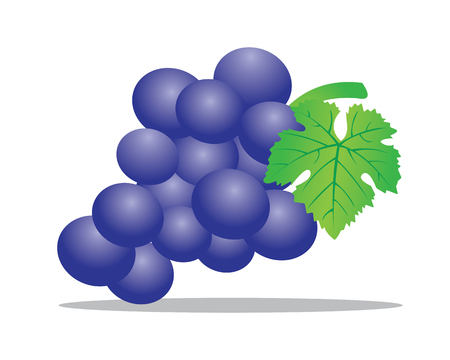 A grape is a fruiting berry of the deciduous woody vines of the botanical genus Vitisのイラスト素材