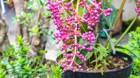 purple ball flowerの写真素材