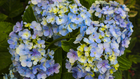flower with many color
