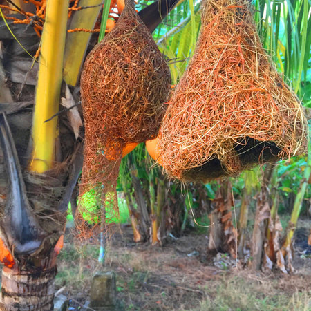 Bird Nestの写真素材