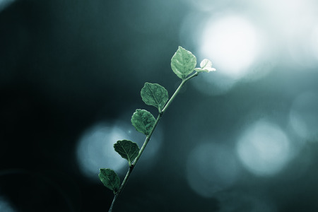 The leafs after the rain droppedの写真素材