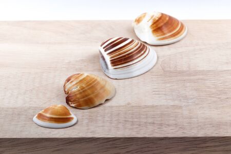 beautiful color pattern of seashell on plate of wood