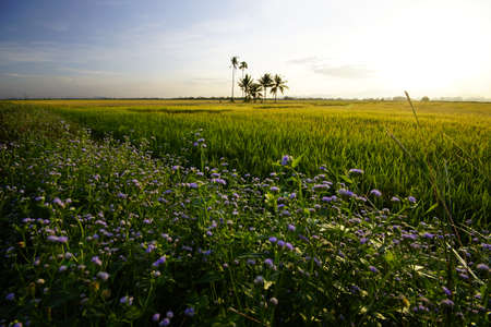 Beautiful golden view of paddy field during evening in Penang