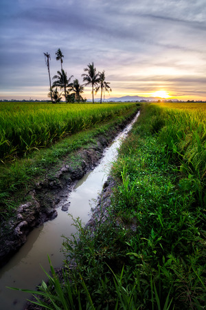 Panoramic view of paddy field and palm treres and irrigation system in Penang during sunsetの写真素材