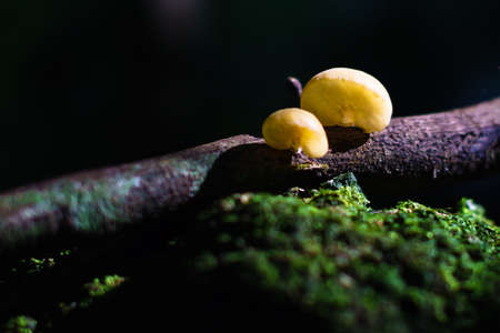 close up on mushrooms on the dead wood with dark background. The camera focus on the mushrooms only and the rest is blurry.の写真素材