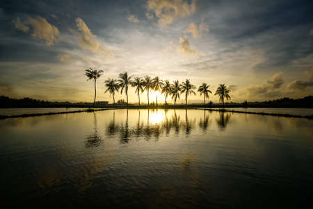 Silhouette of tropical palm trees at paddy field during sunset or sunrise, with reflection on water.の写真素材