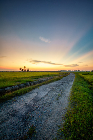 Panoramic view of paddy field and palm trees during golden sunset at Nibong Tebal, Pulau Pinang, Malaysiaの写真素材