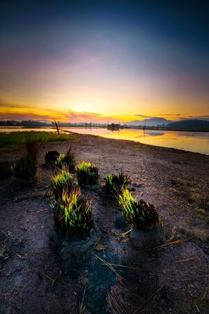 Panoramic view of paddy field in Penang during evening and sunset with ray of lightの写真素材