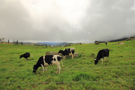 The view of grass meadow with cows grazing in the highland plateau of Mesilau in Kundasang that has being dubbed as little New Zealand. It is part 199 hectare Desa Dairy Cattle Farm.の写真素材