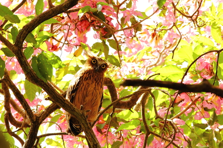 Buffy fish owl (Ketupa ketupu) perches among the bloom of tecoma flowersの写真素材