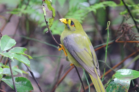 The bell miner (Manorina melanophrys), commonly known as the bellbird at Jamison Valley forest in Blue Mountain, Australia.の写真素材