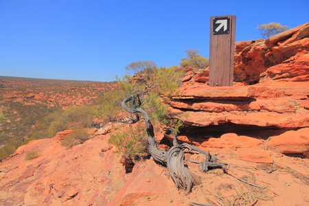 Withering tree and trail marking post at the sandstone trail to Nature Window in Kalbarri National Park, Australiaの写真素材