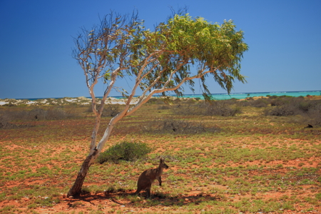 A kangaroo under the shade of gum tree at Milyering Visitor Centre in Cape Range National Park, Western Australia.の写真素材