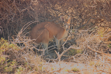 Kangaroo in the bush at Cape Range National Park Australia.の写真素材