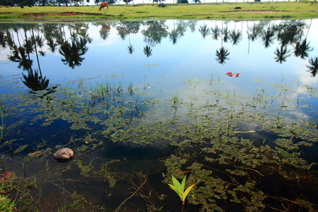 Vegetation and reflection in the calm lake's water provides a scene of tranquility in rural Malaysia of Bachok, Kelantan.の写真素材