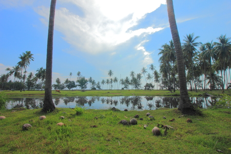 Coconut trees, green grass and reflections in a calm lake's water provides a scene of tranquility of rural Malaysia in Bachok, Kelantan.の写真素材