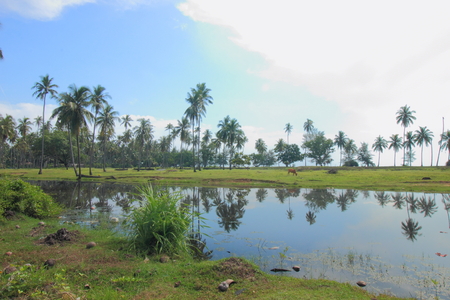 Green grass, coconut trees, and reflection in lake's water provides a tranquility scene of rural Malaysia in Bachok, Kelantan.の写真素材