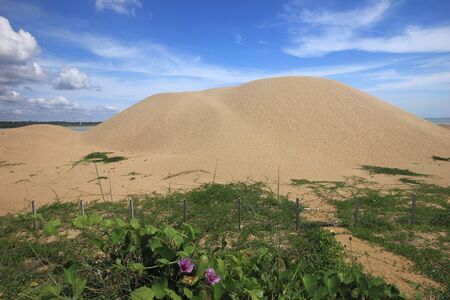 The view of sand dune and morning glory creeper plants at its slope in the beach of Pantai Mek Mas in Kota Bharu, Kelantan.の写真素材