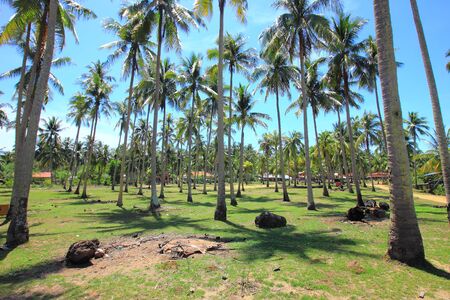 Coconut grove in Kampung Pantai Mek Mas near Kota Bharu in Kelantan, Malaysia.の写真素材