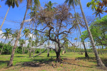 A withered tree amongst coconut trees at a vacant plot of land in Kampung Pantai Mek Mas village near Kota Bharu, Kelantan, Malaysia.の写真素材