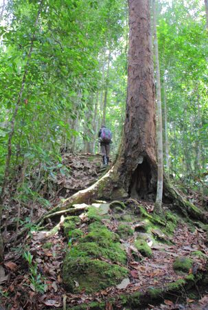 A hiker at a trail through the forest with a big, butreess root of a  tree that clambered up the ridge slope of Maliau Basin Conservation Area in Sabah, Malaysia.の写真素材