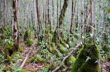 The mossy montane heath forest of Maliau Basin Conservation Area in Sabah, Malaysia.の写真素材