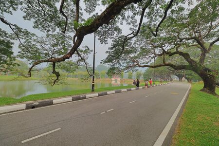 Taiping, Malaysia - September 11, 2019 : An Old tree with its branche hanging over the road in Taiping Lake Garden or Taman Tasik Taiping in Perak, Malaysia which is popular sport for recreation among local people.の写真素材