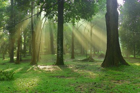Early morning sunlight filtering through trees.の写真素材