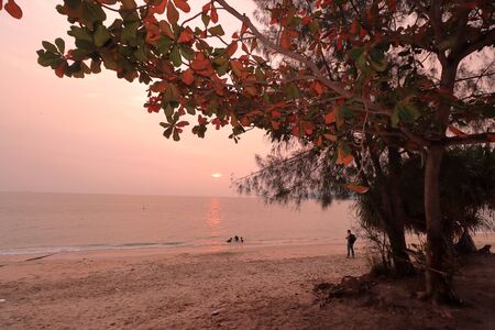 The Ketapang tree or beach almond tree (Terminalia catappa) against the backdrop of sunset at Teluk Segari Beach in Perak, Malaysia.の写真素材