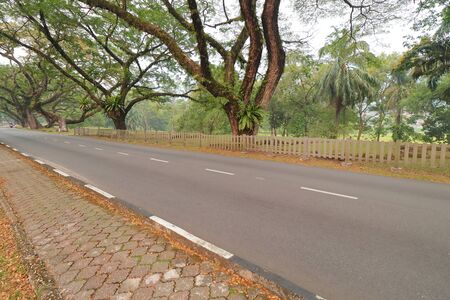 A road which is lined by old Angsana trees  (Pterocarpus indicus) at Taiping Lake Garden or Taman Tasik Taiping in Perak, Malaysia.の写真素材