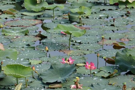 A pond filled up with lotus plant leaves and flower.の写真素材