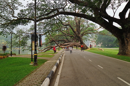 Taiping, Malaysia - September 11, 2019 : An Old tree with its branche hanging over the road in Taiping Lake Garden or Taman Tasik Taiping in Perak, Malaysia which is popular sport for recreation among local people.のeditorial素材