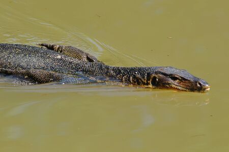 Asian water monitor lizard (Varanus salvator) swimming in murky water.の写真素材
