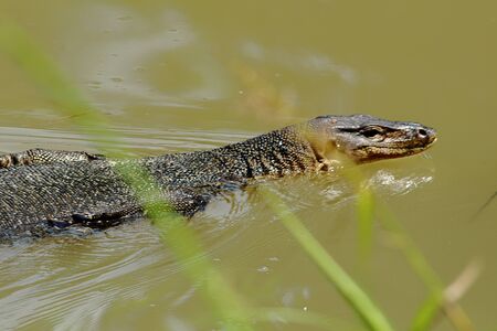 Asian water monitor lizard (Varanus salvator) swimming in murky water.の写真素材