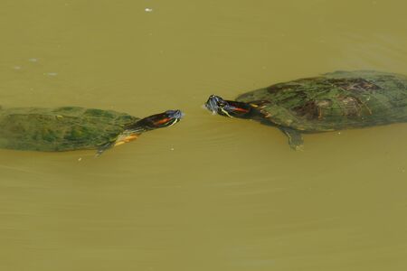 Two red-eared slider turtles (Trachemys scripta elegans) meets with each other as they emerges to the surface of murky water in a lake of Malaysia. This turtle species is actually an invasive species originated from North America of Southern U.S and North of Mexico.の写真素材