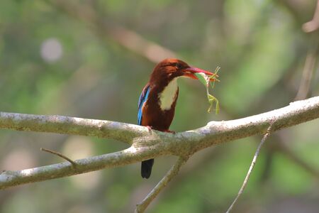 White-throated kingfisher (Halcyon smyrnensis) perching on tree branch with newly caught mantis at its beaks.の写真素材