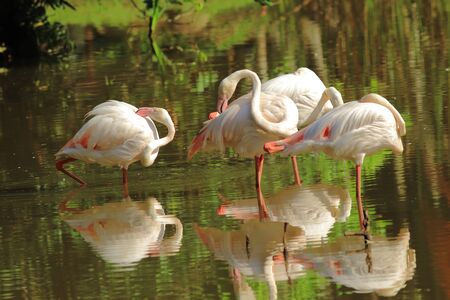 A small flock of Greater flamingos (Phoenicopterus roseus) wading in shallow water.の写真素材