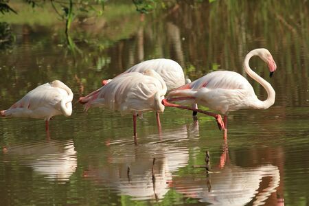 A small flock of Greater flamingos (Phoenicopterus roseus) standing still in shallow water.の写真素材