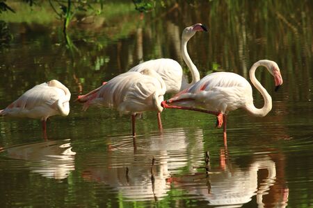Elegant displays of Greater flamingos  (Phoenicopterus roseus) as they wading in shallow water.の写真素材