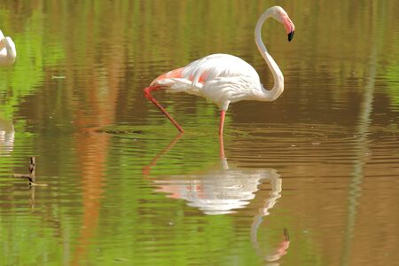A single Greater flamingo  (Phoenicopterus roseus) stands still in shallow water.の写真素材