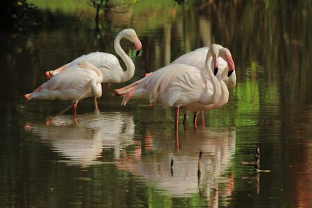 A small flock of Greater flamingos (Phoenicopterus roseus) wading in shallow water.の写真素材