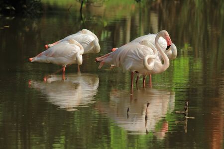 A small flock of Greater flamingos (Phoenicopterus roseus) wading in shallow water.の写真素材