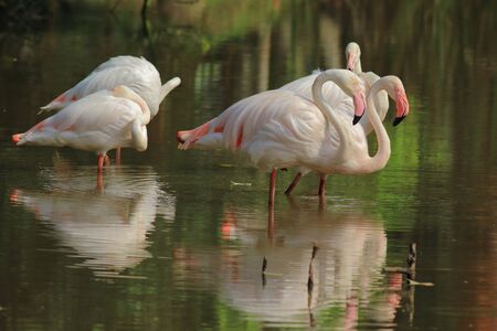 A small flock of Greater flamingos (Phoenicopterus roseus) wading in shallow water.の写真素材