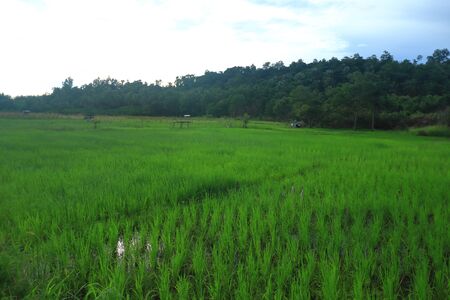 The view of paddy field in the rural of Kudat District in Sabah, Malaysia.の写真素材