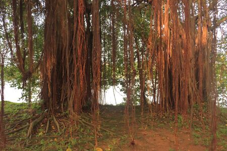 Strangling fig trees with intricate roots and dangling aerial roots that can be found at Putrajaya Boatanical Garden Malaysia.の写真素材