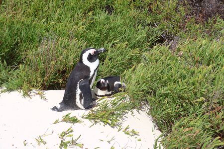 African penguins (Spheniscus demersus) on the beach's sand dune of Boulders Beach in Simon's Town, South Africa.の写真素材