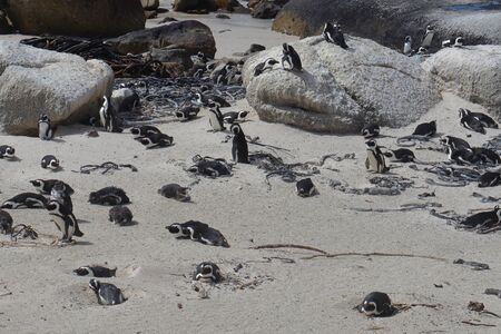 A rookery of African penguins  (Spheniscus demersus) on the beach and rock boulders at Boulders Beach in Simon's Town, South Africa.の写真素材