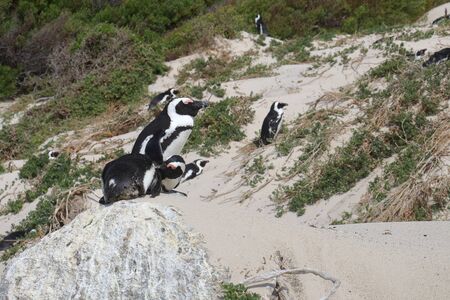 African penguins (Spheniscus demersus) on the beach's sand dune of Boulders Beach in Simon's Town, South Africa.の写真素材